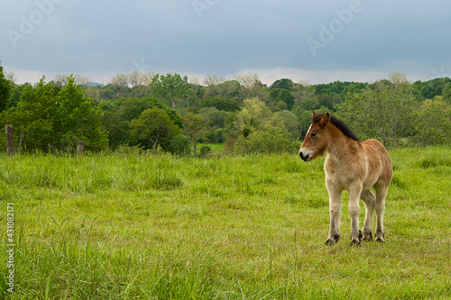 Foal on a green field