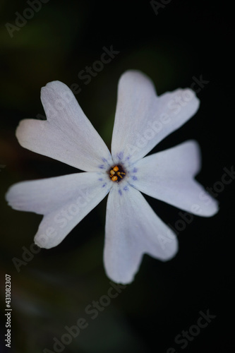 Flower blossom close up in black background Phlox sabulata L. family polemoniaceae botanical modern high quality big size educational print