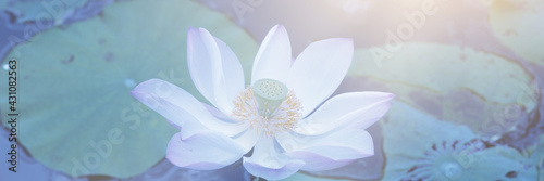 Beautiful white lotus flower with green leaves in the pond. The sun shines Evening sunset.