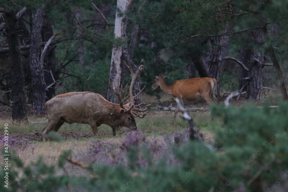 red deer male red deer male