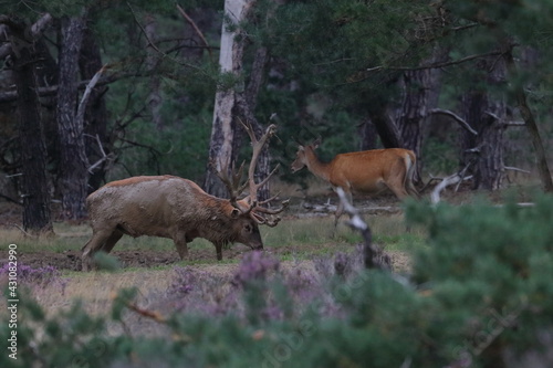 red deer male