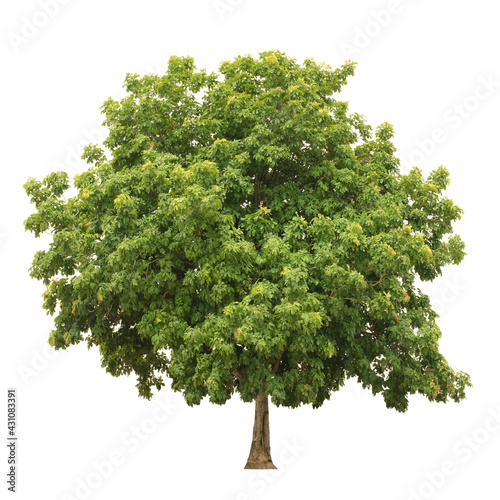  tree side view isolated on white background  for landscape and architecture layout drawing, elements for environment and garden