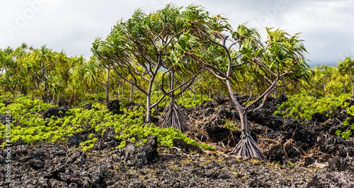 Hala Tree Forest On The Kipapa O Kikapi'ilani Trail, Waianapanapa State Park, Maui, Hawaii, USA