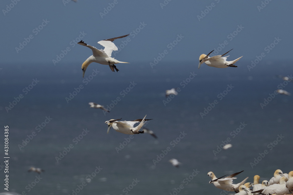 soaring gannet