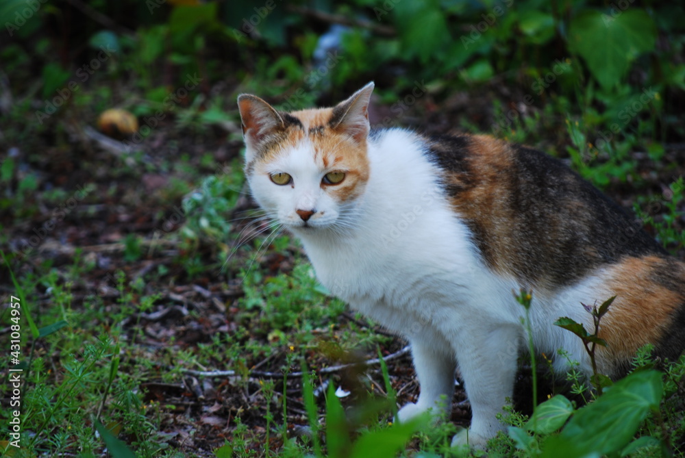 野良猫