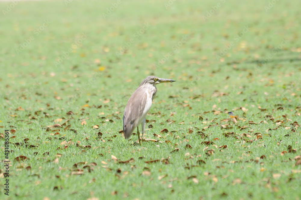 Naklejka premium An Indian Pond Heron/ Paddybird making its way through the grasses covered with dried leaves.