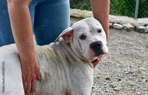 White dog being petted in a kennel while looking sadly at the camera photo