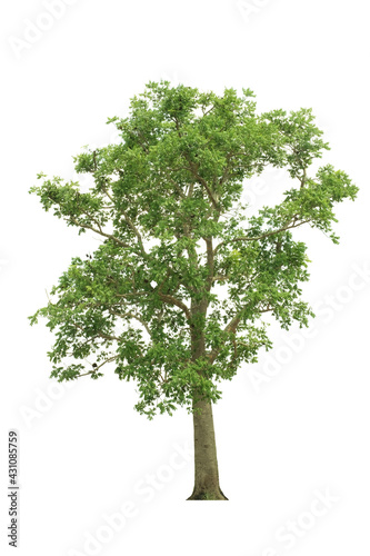  tree side view isolated on white background  for landscape and architecture layout drawing  elements for environment and garden
