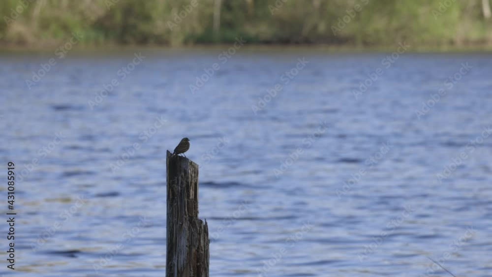 red winged blackbird perched over the water red winged blackbird perched over the water