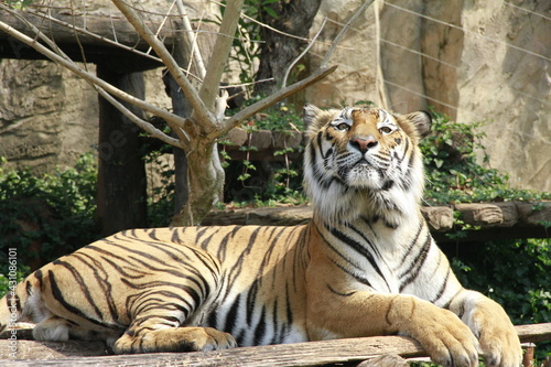 royal tiger lying in the sun After eating a full meal