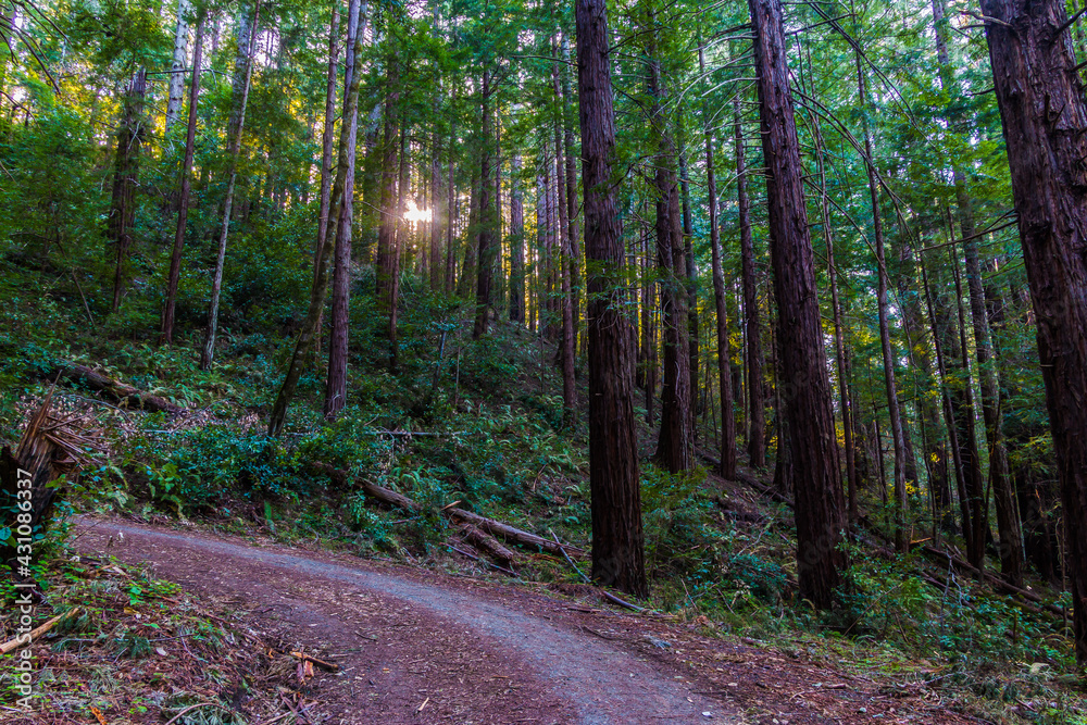 Sunlight Through Redwood Forest, Sam McDonald Park, San Mateo County, California, USA Sunlight Through Redwood Forest, Sam McDonald Park, San Mateo County, California, USA