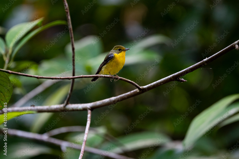 Green - backed Flycatcher