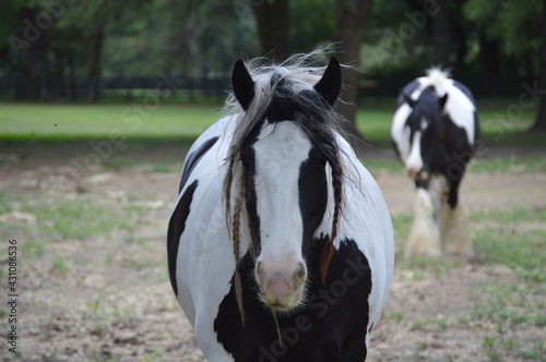 Gypsy Gold Farm in Ocala, Florida.