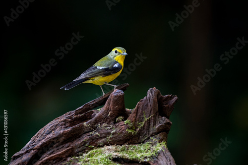 Green - backed Flycatcher photo