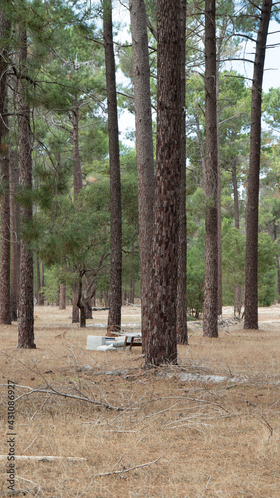 a forest in Perth, Western Australia a forest in Perth, Western Australia