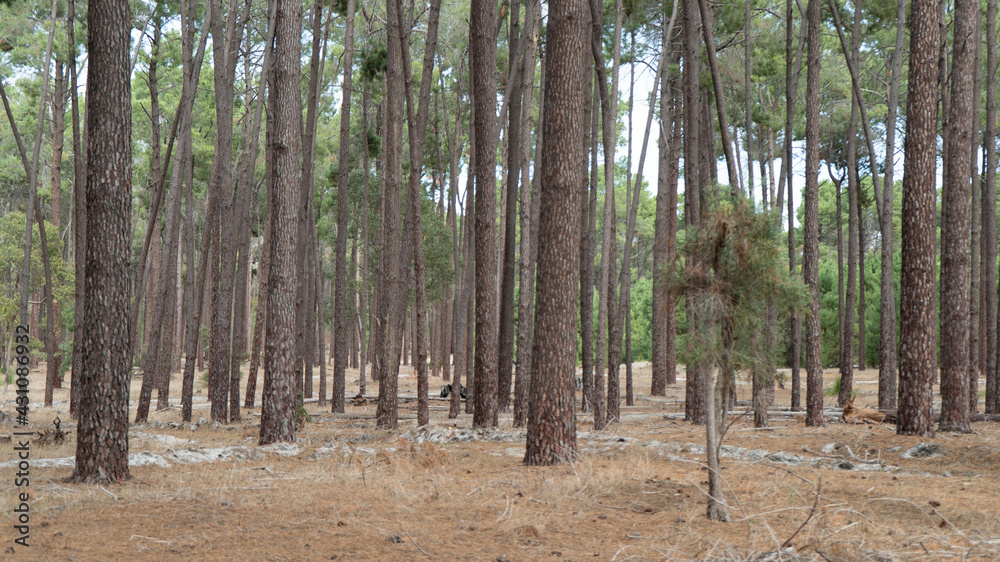 a forest in Perth, Western Australia a forest in Perth, Western Australia