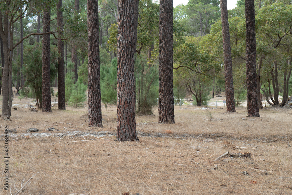 a forest in Perth, Western Australia a forest in Perth, Western Australia