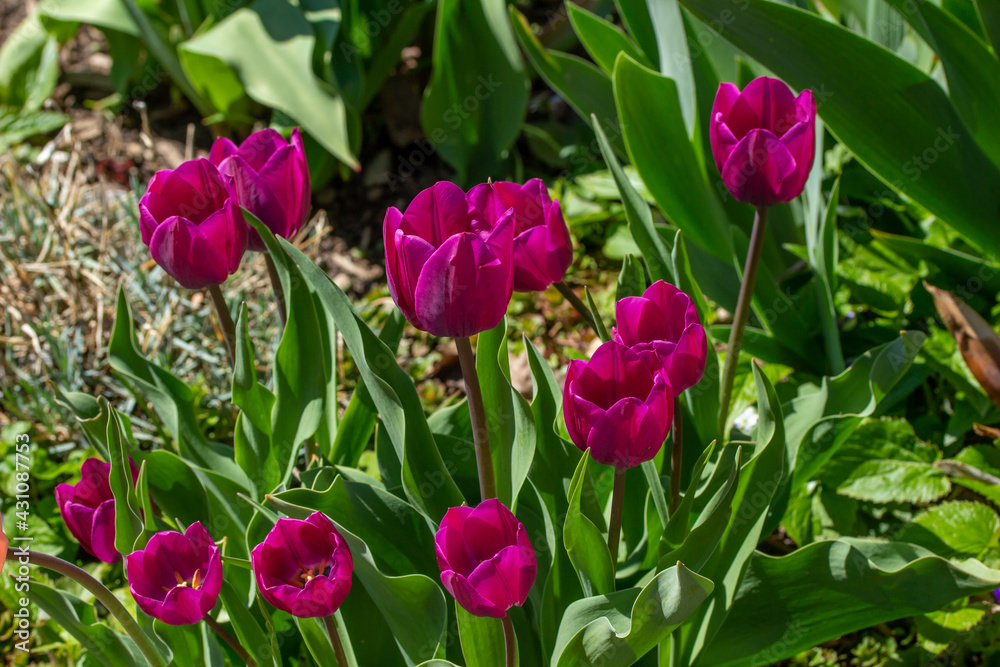 This image shows a close-up view of purple red tulips in full bloom in a sunny spring flower bed. This image shows a close-up view of purple red tulips in full bloom in a sunny spring flower bed.