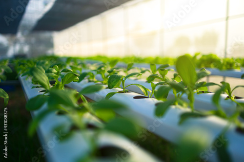 Foto organic hydroponic vegetable garden at greenhouse and light of sunset