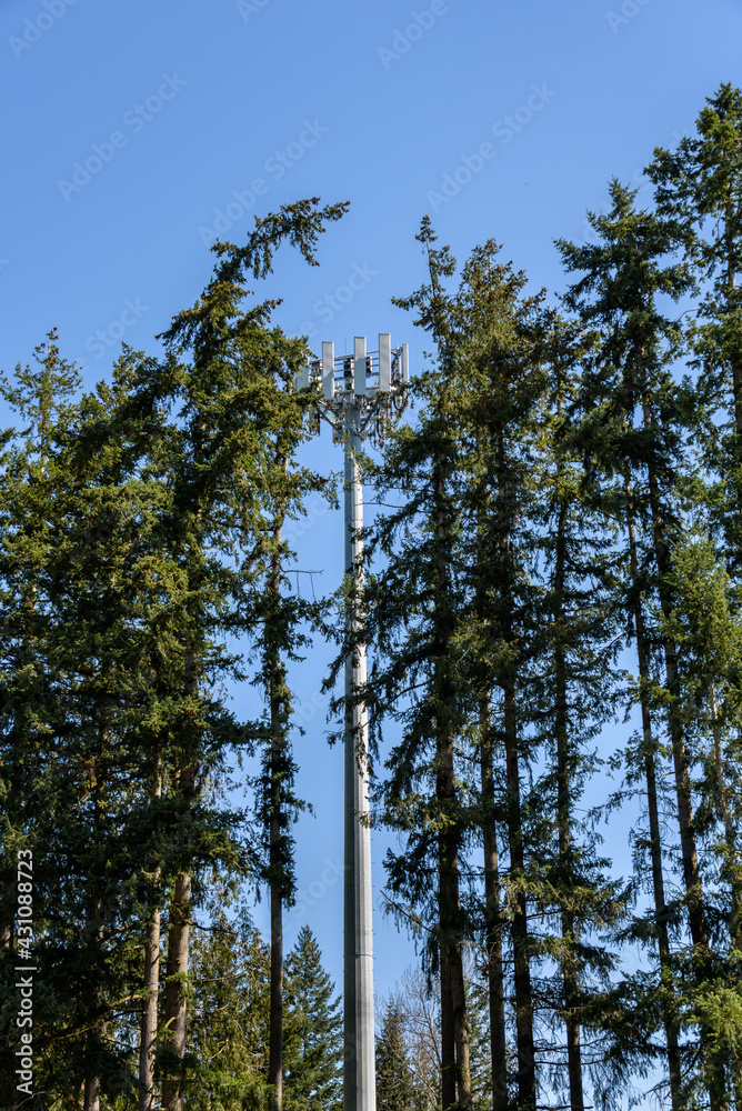 Wireless communications cell site camouflaged in a stand of tall evergreen trees on a sunny day

