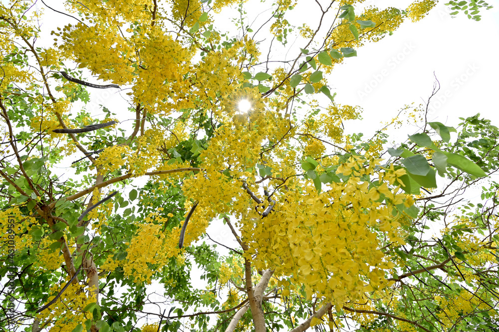 Golden Shower Tree, Cassia fistula beautiful yellow flowers and green leaves of Thailand in the garden.
Focus on leaf and shallow depth of field. Golden Shower Tree, Cassia fistula beautiful yellow flowers and green leaves of Thailand in the garden.
Focus on leaf and shallow depth of field.