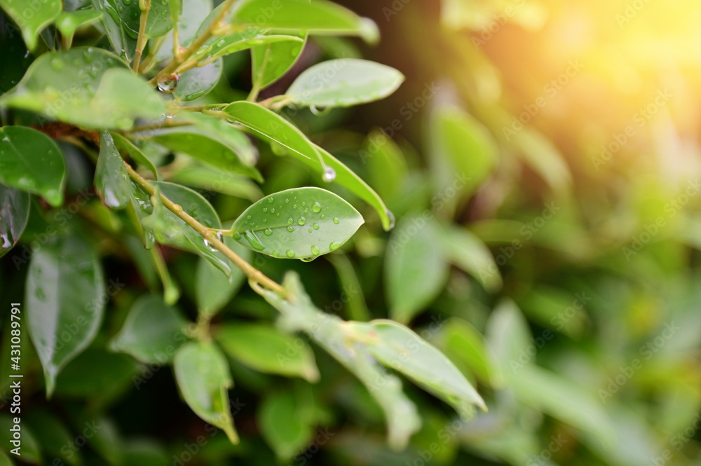 Closeup of Nature view of green leaves that have been eaten by a worm on blurred greenery background in forest. Leave space for letters, Focus on leaf and shallow depth of field. Closeup of Nature view of green leaves that have been eaten by a worm on blurred greenery background in forest. Leave space for letters, Focus on leaf and shallow depth of field.