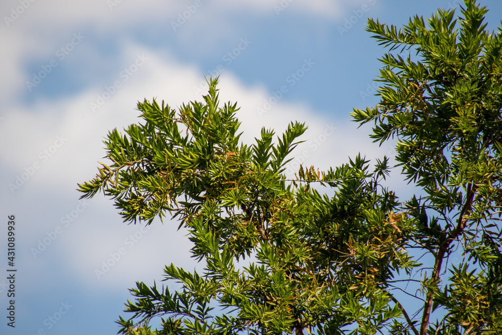 Tree branch with green leaves isolated against a blue sky with white clouds image for background use Tree branch with green leaves isolated against a blue sky with white clouds image for background use