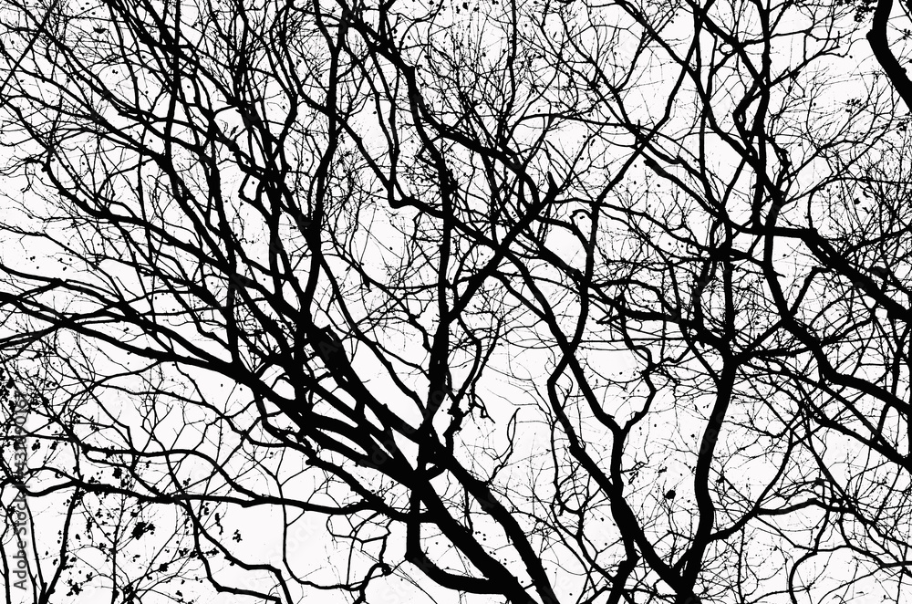 Beautiful branches of bare tree on white background Beautiful branches of bare tree on white background