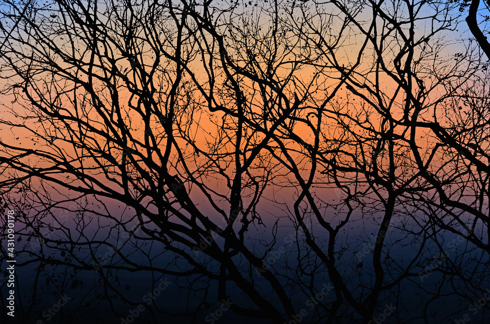 Beautiful sundown with black branches in the forest Beautiful sundown with black branches in the forest
