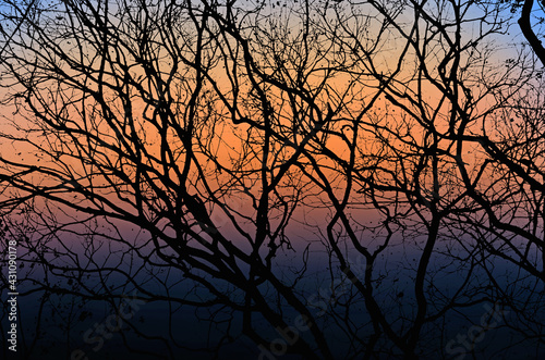 Beautiful sundown with black branches in the forest © athapet