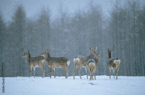 雪の中のエゾシカ（北海道・鹿追町）
