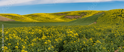 Fototapeta Naklejka Na Ścianę i Meble -  Panorama of rolling hills of canola yellow contrasted with new vs full bloom