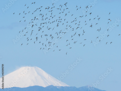 ハマシギ、ミユビシギの群れと富士山