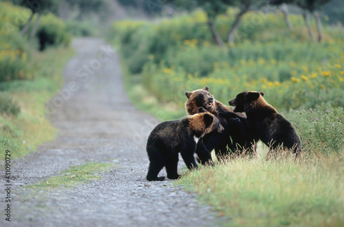 林道で遊ぶヒグマの兄弟（北海道・知床）
 photo