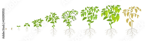 Growth stages of green bell pepper vegetable plant. Capsicum annuum. Ripening period steps. Harvest animation progression. Vector infographic set.