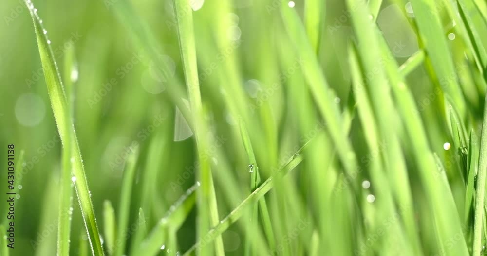 Fresh green grass with dew drops clips, dew drops on green grass footage, rain drops on green grass video. Closeup rotation Fresh green grass with dew drops clips, dew drops on green grass footage, rain drops on green grass video. Closeup rotation