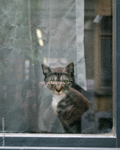Gato en ventana