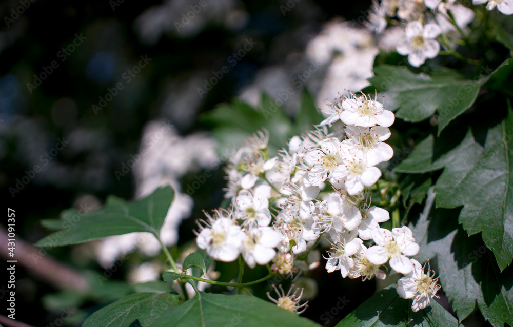 Flowers of hawthorn on a branch with leaves in the rays of the morning sun. Blooming spring tree. the bud may. white flowers of Beltane Flowers of hawthorn on a branch with leaves in the rays of the morning sun. Blooming spring tree. the bud may. white flowers of Beltane