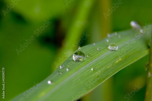 dew drop on grass,dew drop on flowers,dew drop on leave dew drop on fruit