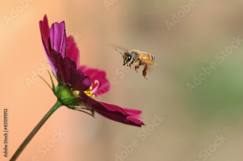 bee landing on bright flower in garden © orlando