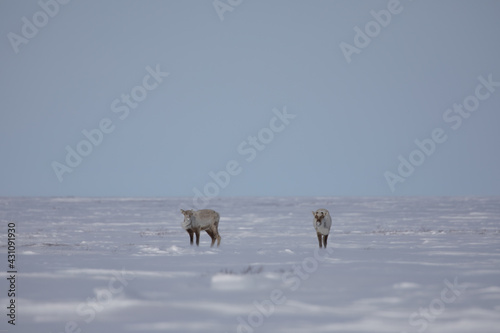 Two barren-ground caribou  rangifer tarandus groenlandicus  standing in snow in late spring near Arviat  Nunavut