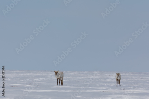 Fototapeta Naklejka Na Ścianę i Meble -  Two barren-ground caribou, rangifer tarandus groenlandicus, standing in snow in late spring near Arviat, Nunavut