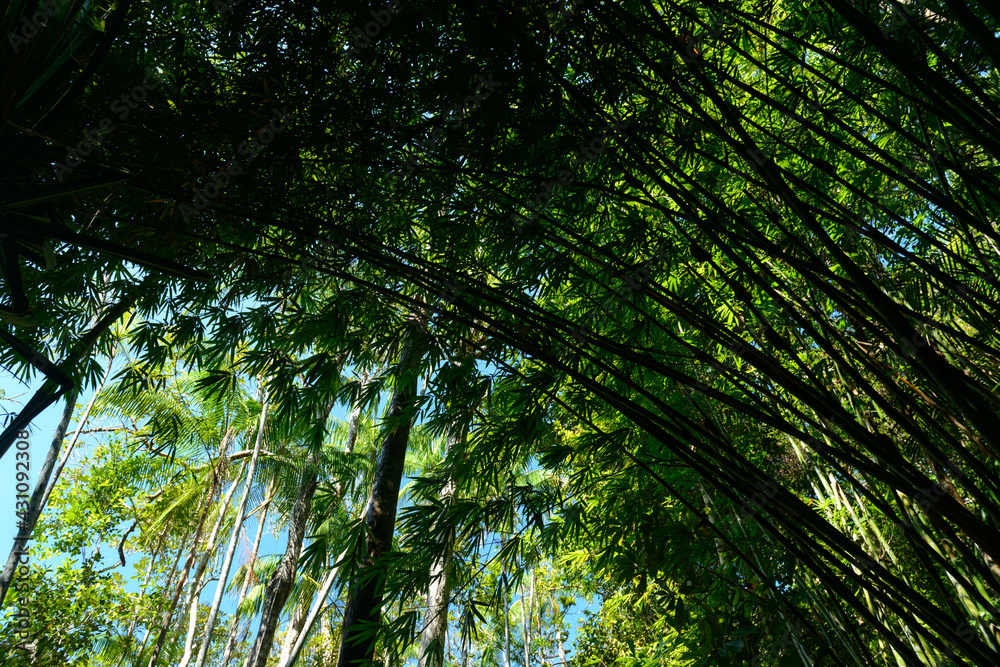 Canopy view of the southern rainforest on the way to Emerald Pool, Krabi, Thailand
