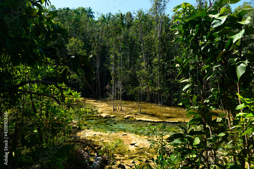 Beautiful yellow and green colors mineral water pond is surrounded by rainforest  Emerald Pool  Khlong Thom District  Krabi  Thailand.