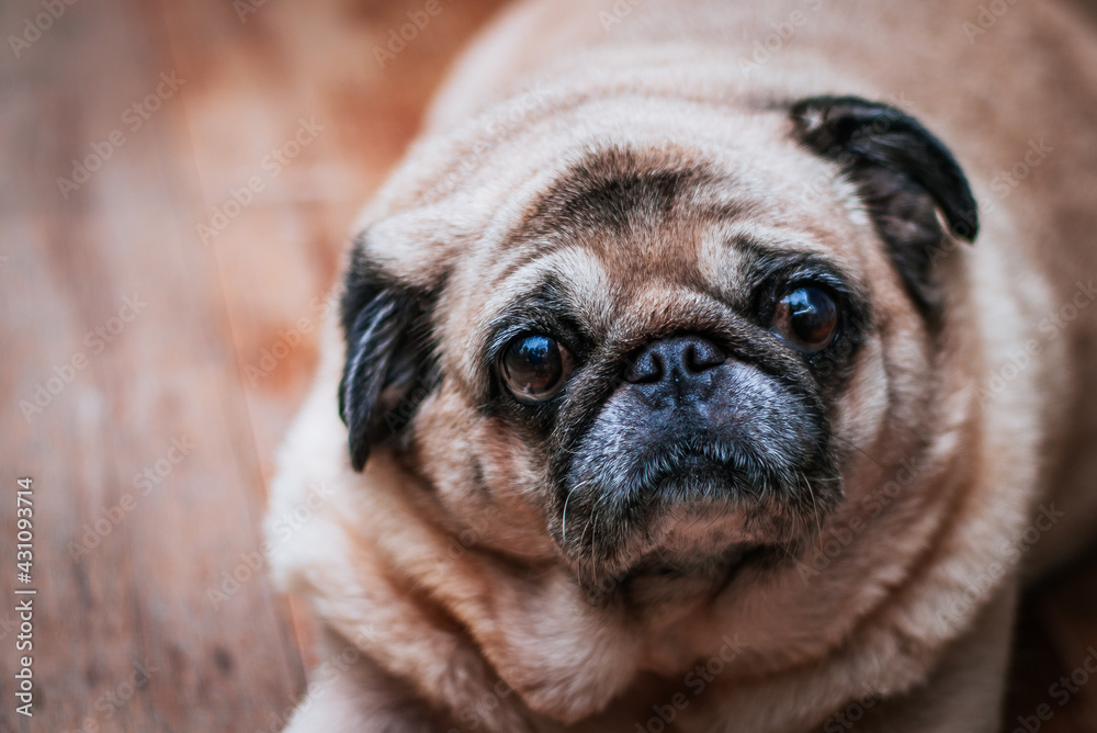 The Dog Pug Looking Into Camera
