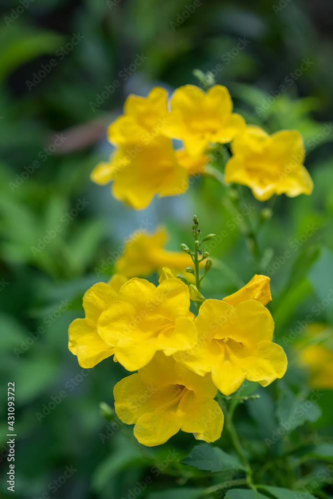 Beautiful bright yellow flowers against the green of the leaves look so comfortable on the eyes. Beautiful bright yellow flowers against the green of the leaves look so comfortable on the eyes.