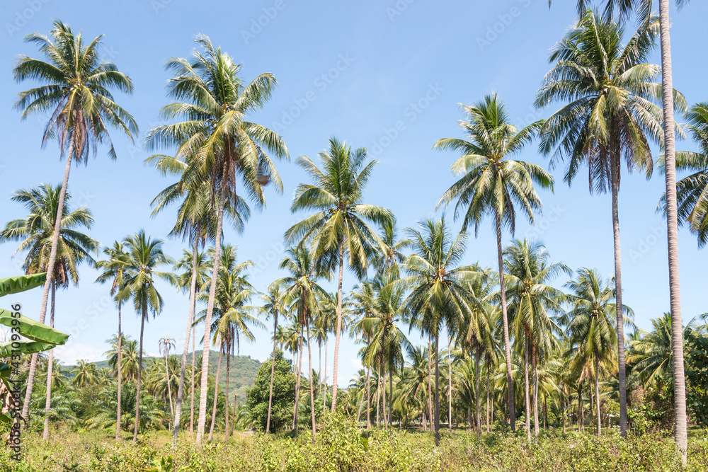 The coconut tree farm in south east asia.   The coconut plantation in Thailand.