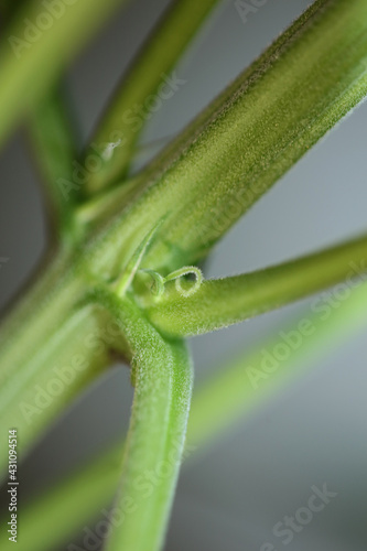 Marihuana plant close up modern background growing medical cannabis indica super lemon haze print