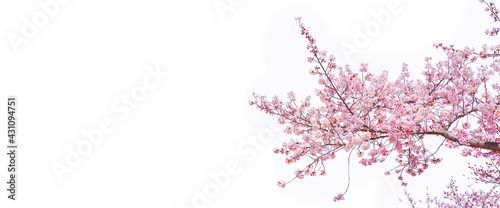 Sakura (Cherry blossom) blooming isolated white background, Copy space.