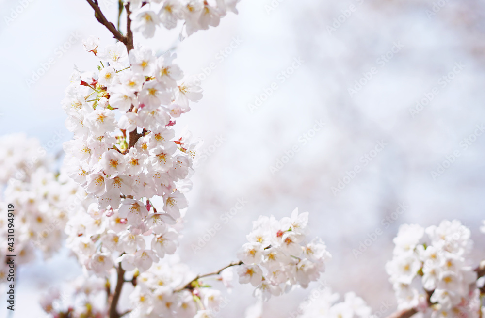 Cherry blossom blooming in the Spring of Japan.